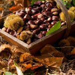 evidenza Ravenna Sapori d'autunno e raccolta castagne cm viaggi tour operator