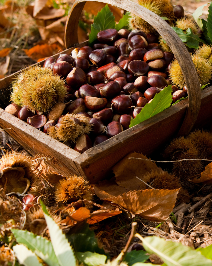 evidenza Ravenna Sapori d'autunno e raccolta castagne cm viaggi tour operator